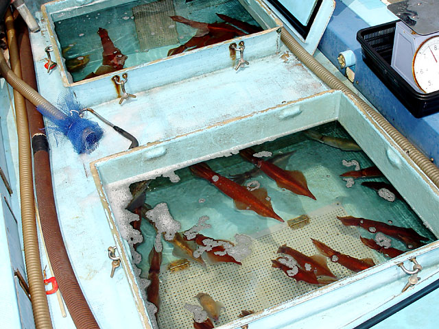 �����C�J���^��