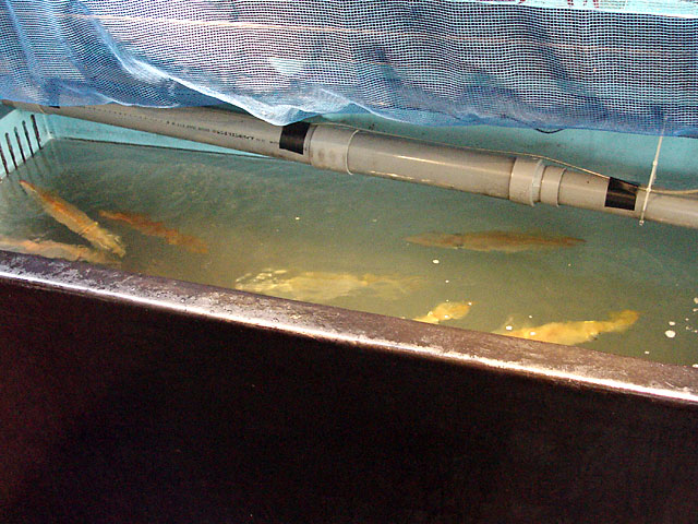 �Ďq�̃����C�J&nbsp;�������̊�